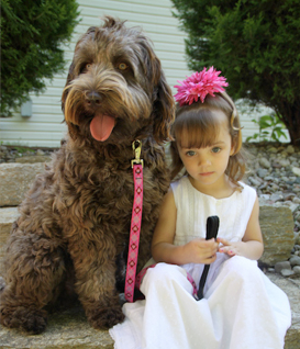 Arch View Australian Labradoodles