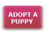Adopt a Puppy