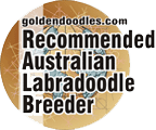 IALA Golden Paw Breeder