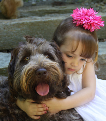 Multi-Generational Australian Labradoodle