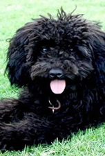 Black Australian Labradoodle