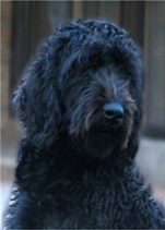 Blue Australian Labradoodle