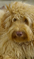 Caramel Australian Labradoodle