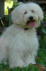 Chalk Australian Labradoodle