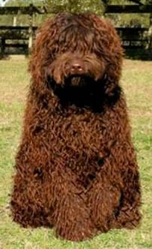 chocolate labradoodle with blue eyes