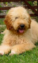 Gold Apricot Australian Labradoodle