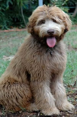 Parchment Australian Labradoodle