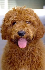 Labradoodle Color Chart