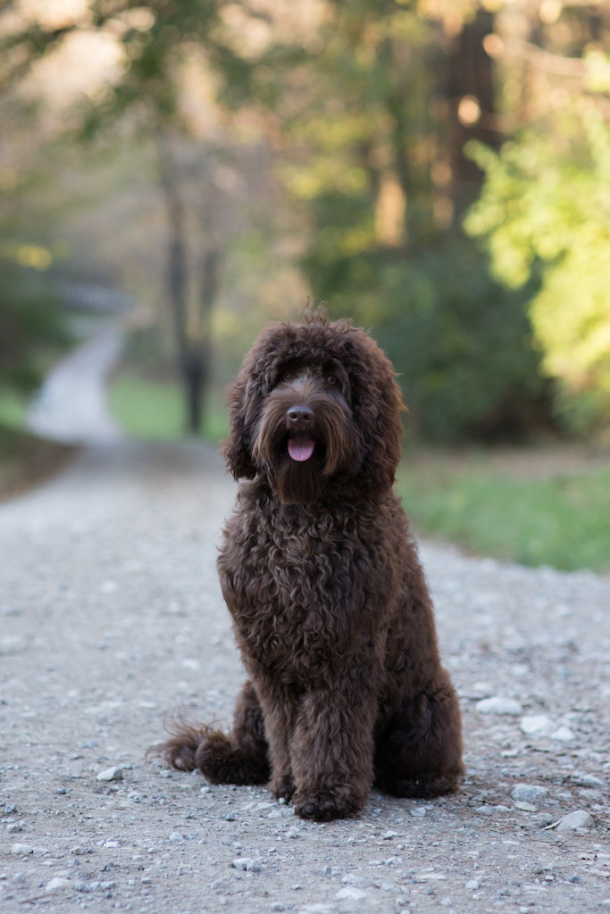 Mocha from Arch View Labradoodles