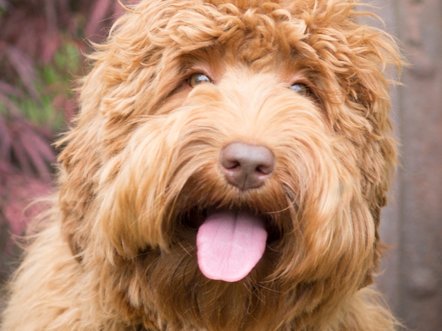 Australian Labradoodle Lexi