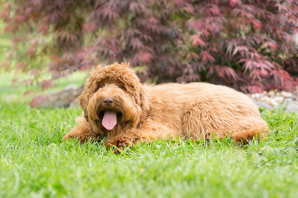 Australian Labradoodle Lexi