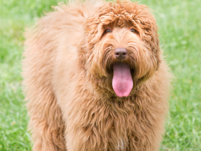 Australian Labradoodle Lexi