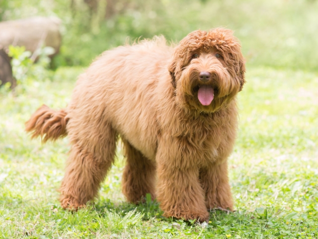 Australian Labradoodle Lexi