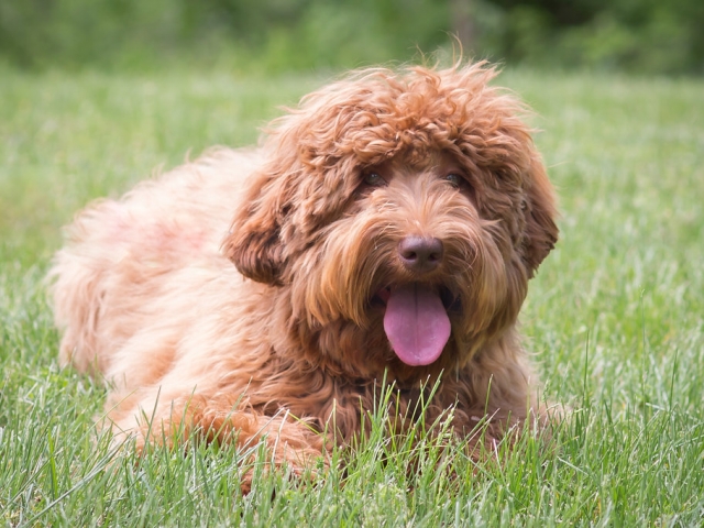 Australian Labradoodle Lexi