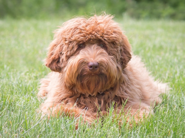 Australian Labradoodle Lexi