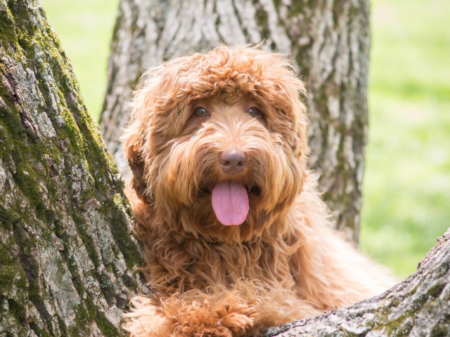 Australian Labradoodle Lexi