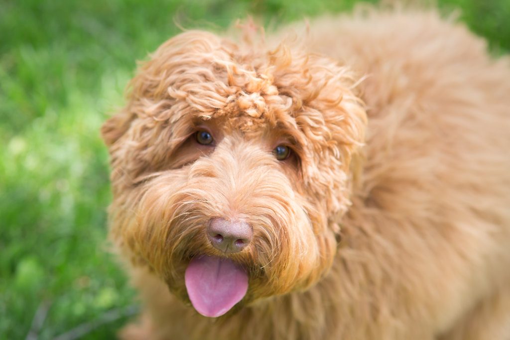 Australian Labradoodle Lexi