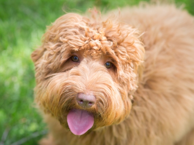 Australian Labradoodle Lexi