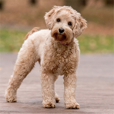 Top Australian Labradoodle Breeder - Illinois &amp; Missouri ...