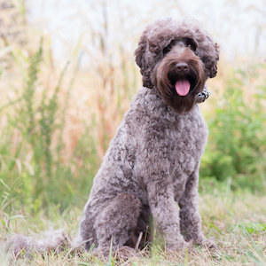 Gypsy the Labradoodle