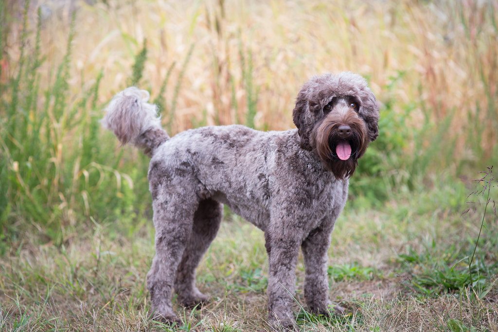 Gypsy the Labradoodle