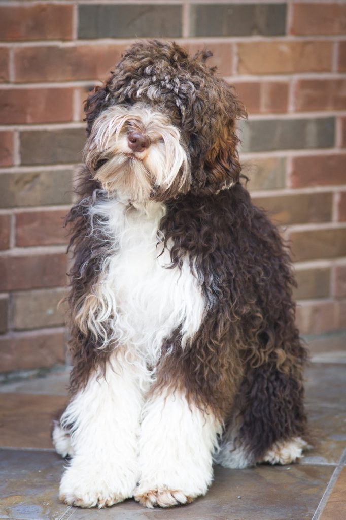 Tucker the labradoodle