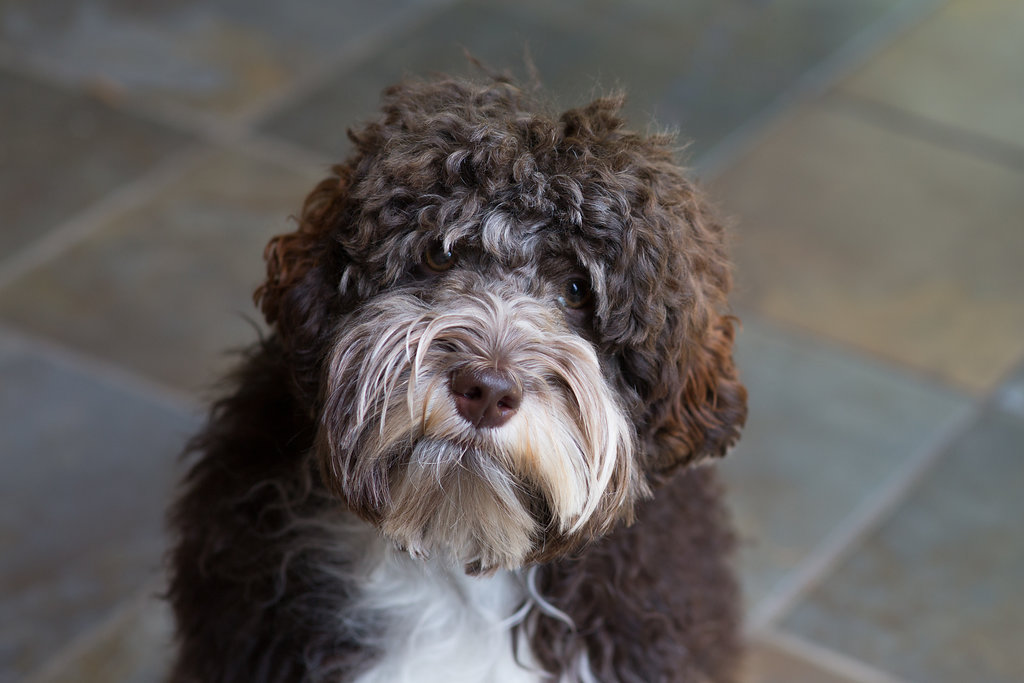 Eden Valley S Friar Tuck “tucker” Archview Labradoodles Llc