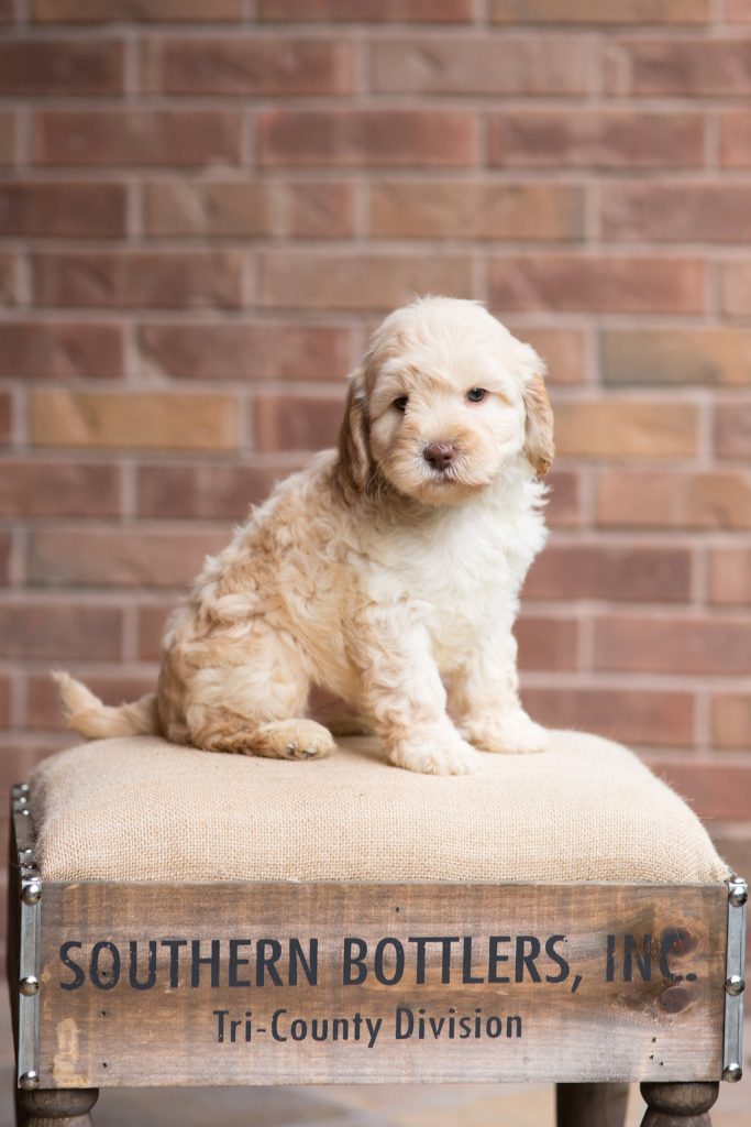 how big is a labradoodle