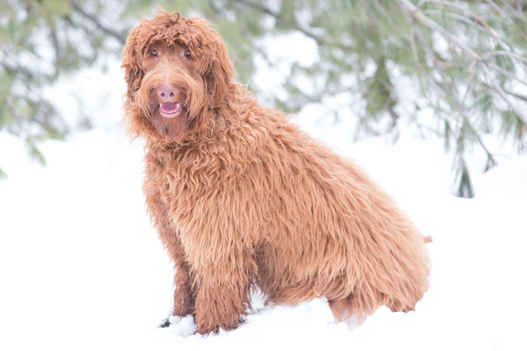 How Cold Is Too Cold For Goldendoodles