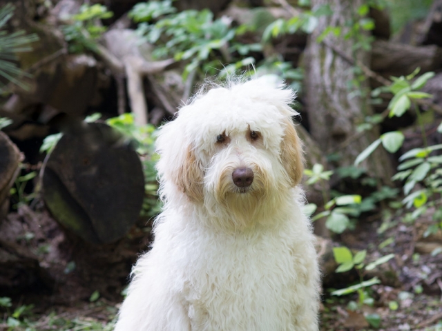 Labradoodle Violet