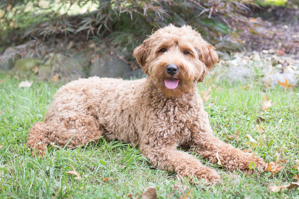 Latte the Labradoodle