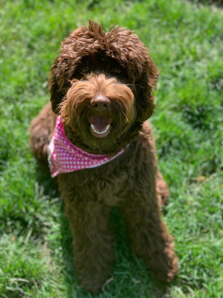 Olivia the Labradoodle
