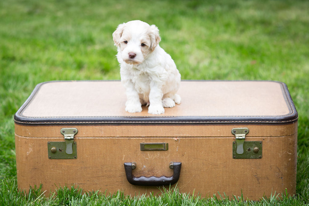 Australian Labradoodle Puppies Illinois Arch View Labradoodles
