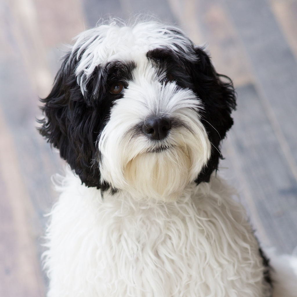 Cadi the labradoodle