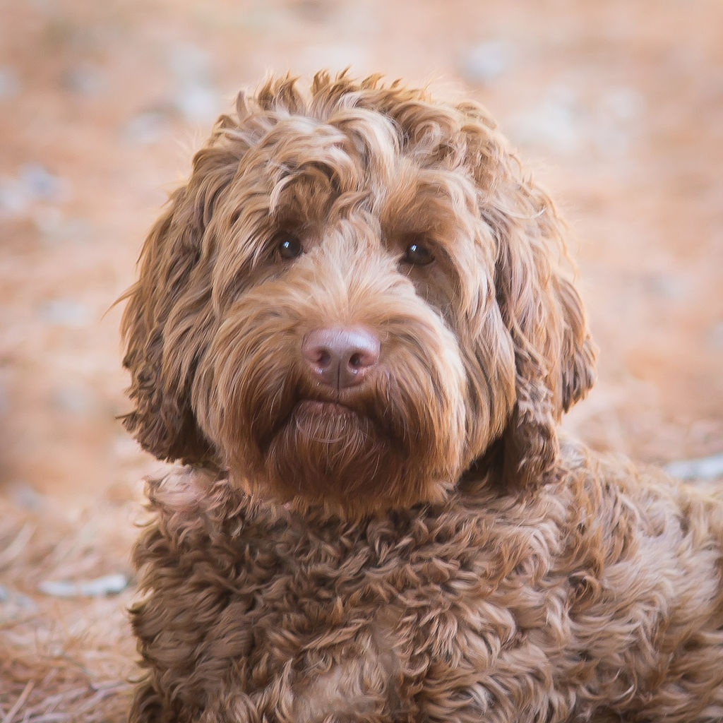 Maggie the labradoodle
