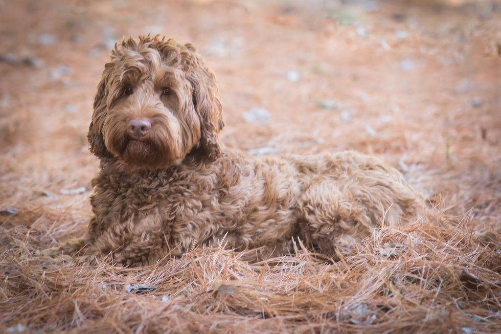 Maggie the labradoodle
