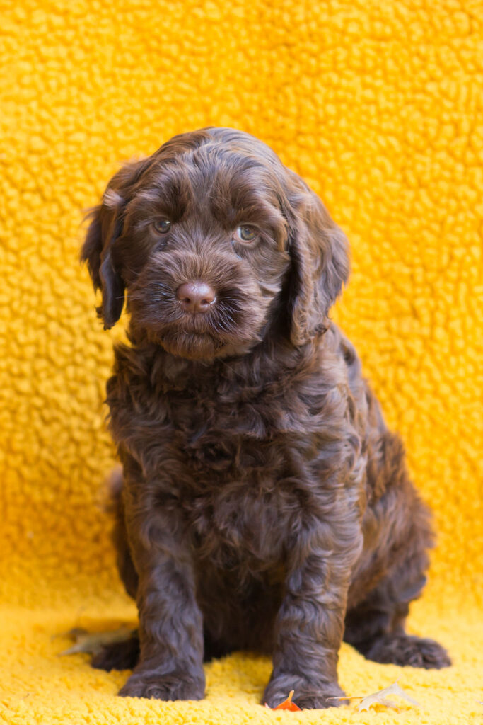 Australian Labradoodle Puppies Illinois Arch View Labradoodles