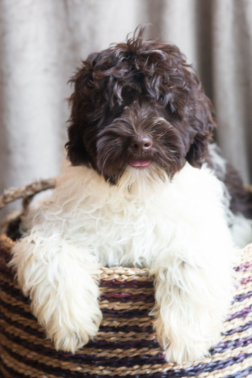ainsleigh-1 labradoodle puppy