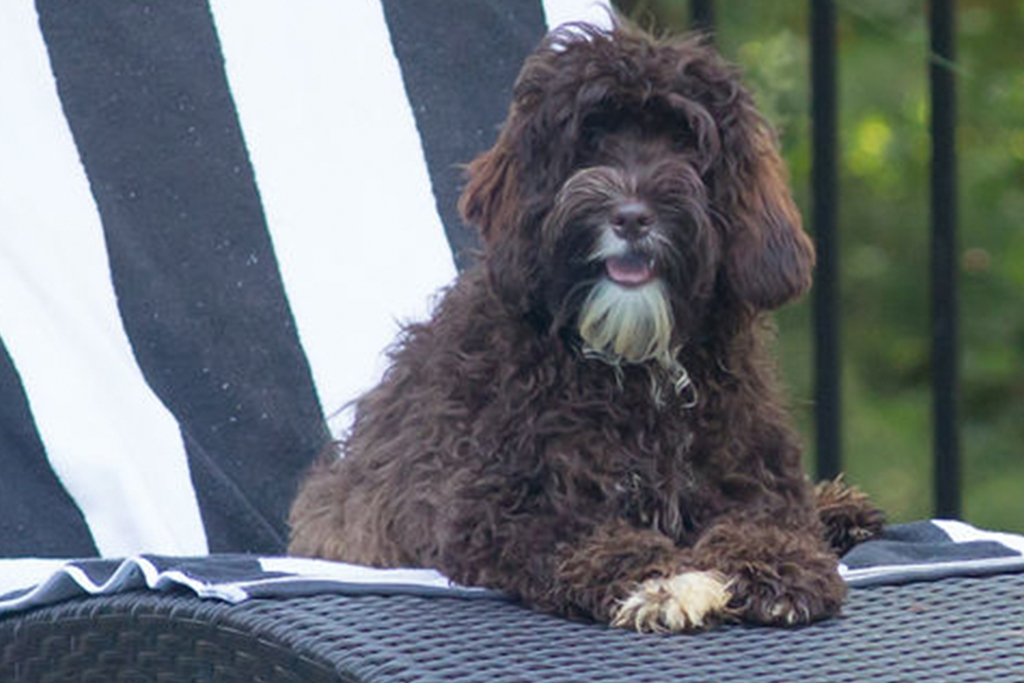 labradoodle puppy