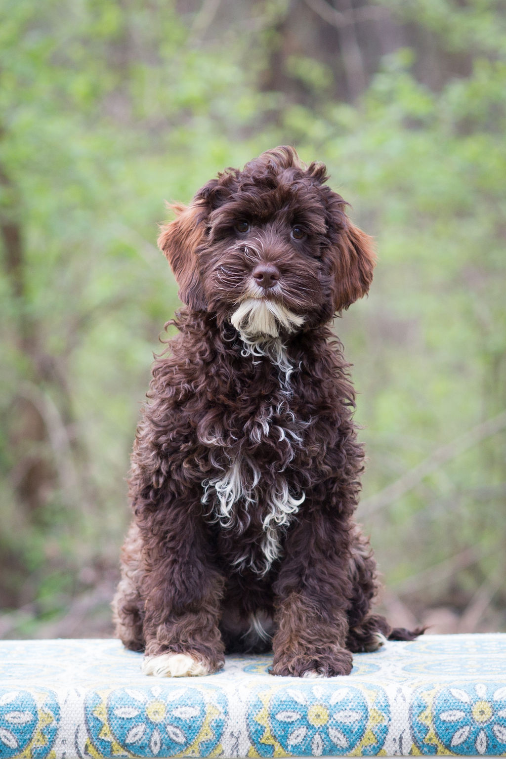 Brindle Labradoodle Shop Chocolate Phantom Labradoodle Outlet