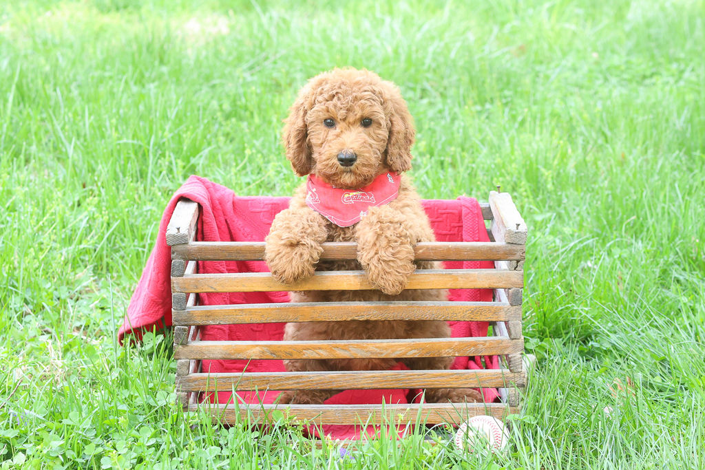 labradoodle puppy