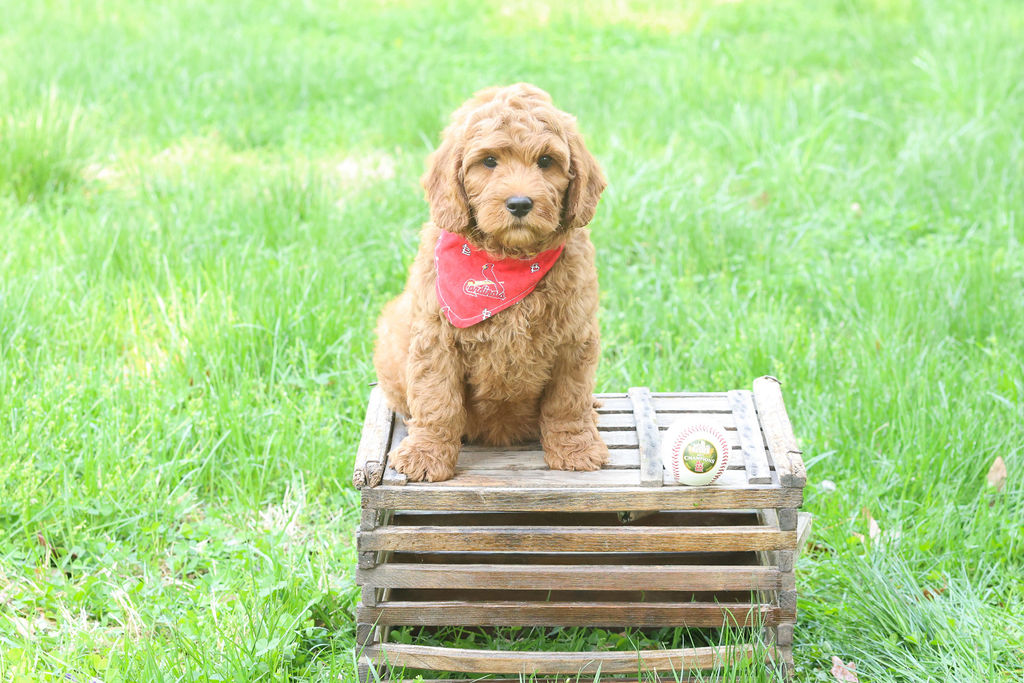 labradoodle puppy