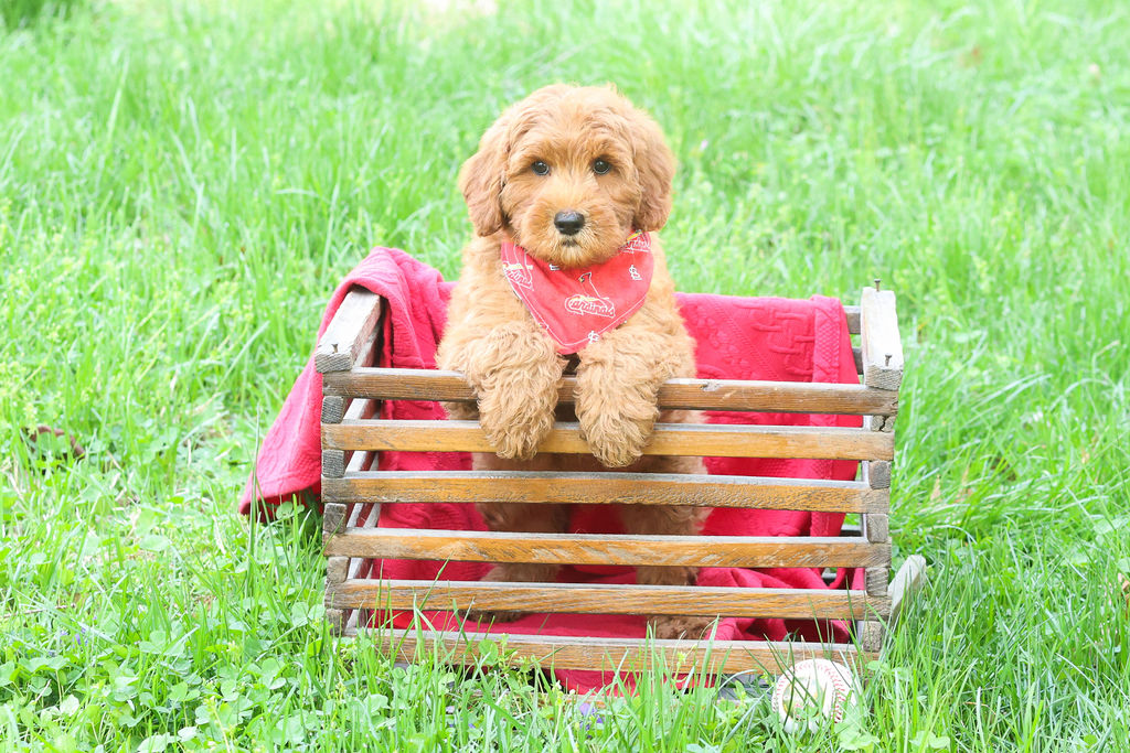 labradoodle puppy