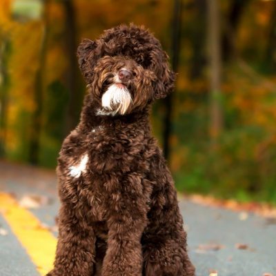 Labradoodle sales breeders midwest