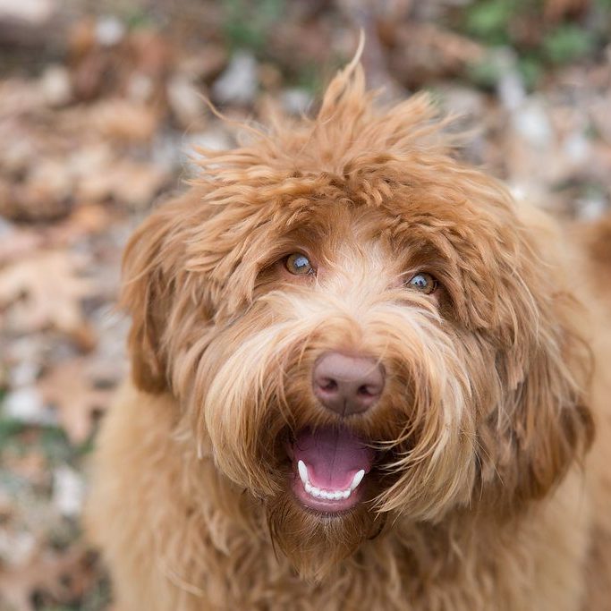 Ally the labradoodle