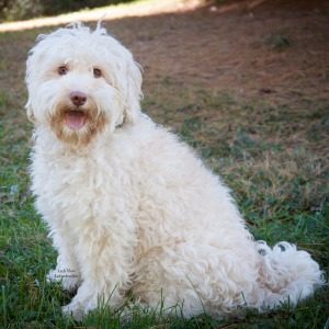 Bailey the labradoodle