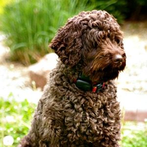 Labradoodle Regan Coco