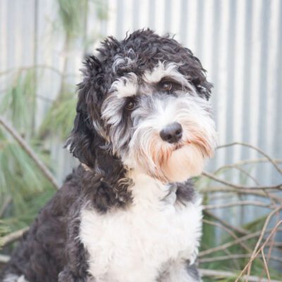 Connie the labradoodle