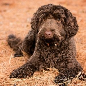 Labradoodle Gracie