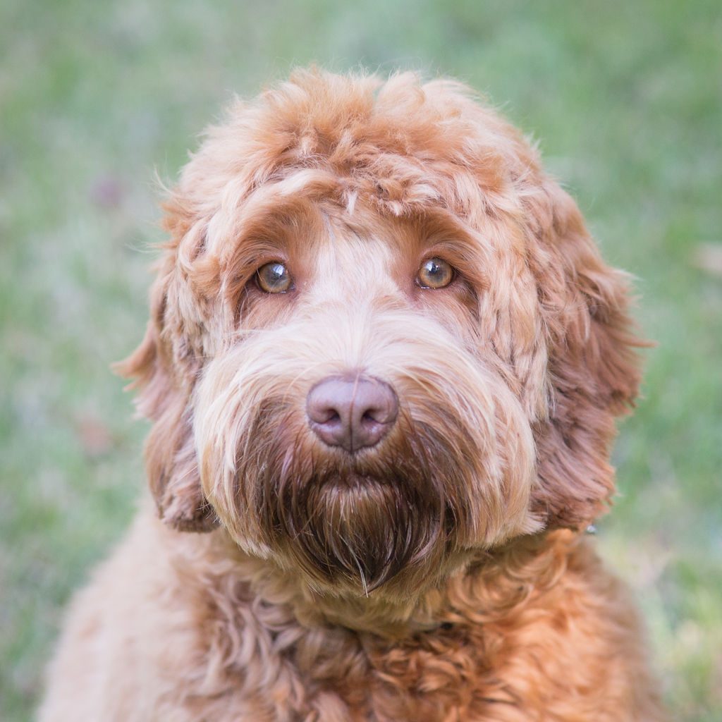 Josie the Labradoodle